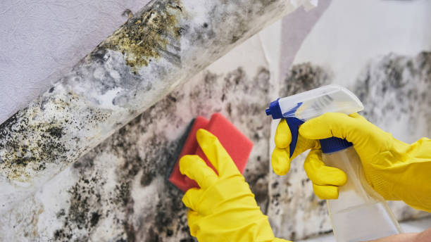 Trusted Waynesville, MO Mold Inspection, Removal & Remediation Experts